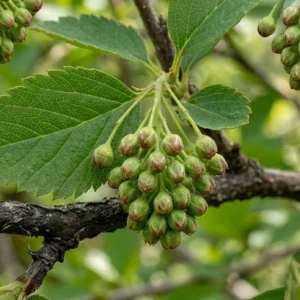 Cardamom oil