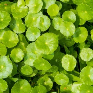 Centella asiatica