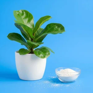 Rutoside trihydrate
