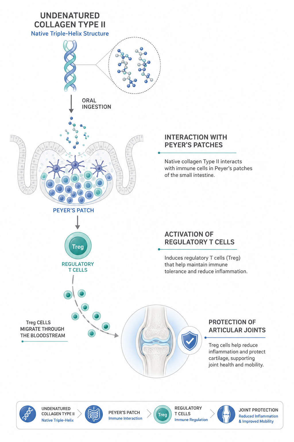 Collagen Type 2